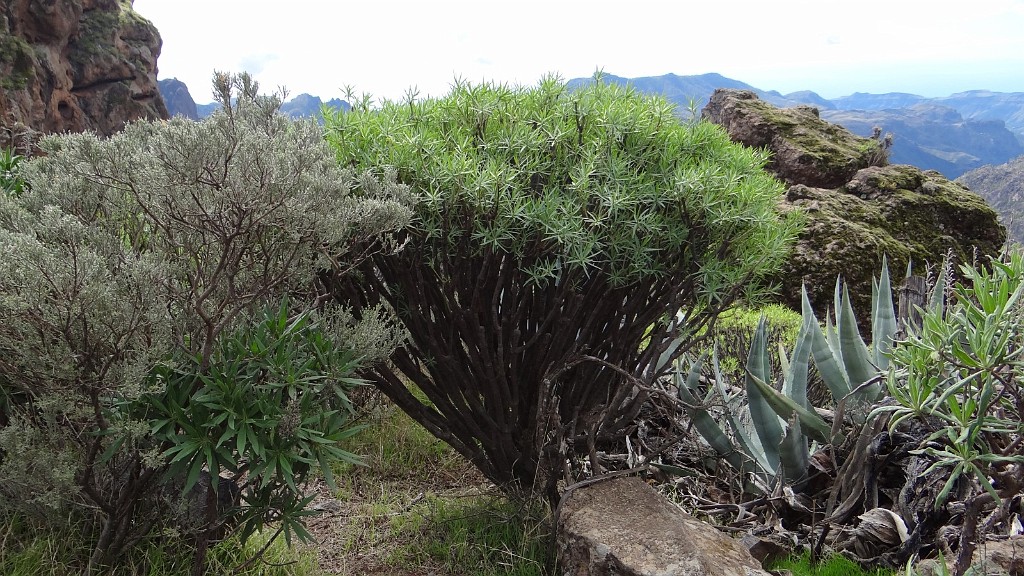20161127_123554.JPG - dgda. Hoya Vieja - Roque Nublo