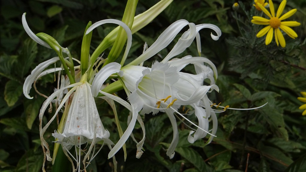 20191204_140112.JPG - Canico de Baixo-jardim Palheiro