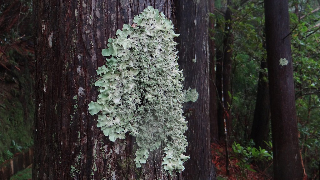 20191208_132256.JPG - Miradouro da Portela-levada da Portela-levada da Serra do Faial-Miradouro da Portela