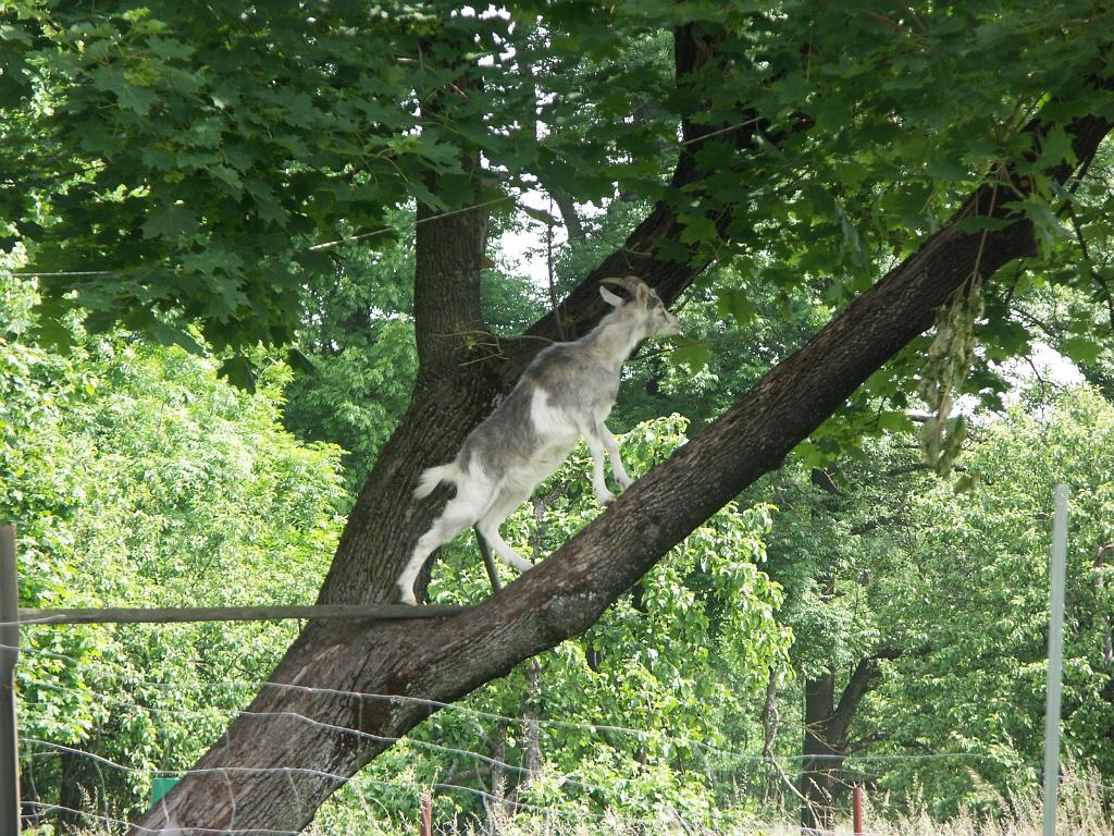 20090611_005.JPG - Długosiodło