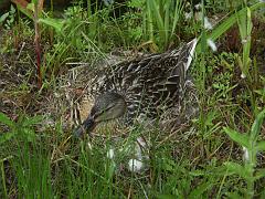 20050604_053